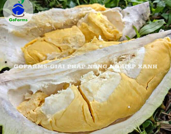 Danh sách 246 mã số vùng trồng, 97 mã số cơ sở đóng gói quả sầu riêng tươi của Việt Nam